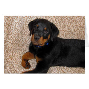 Rottweiler Puppy Blank Greeting Card