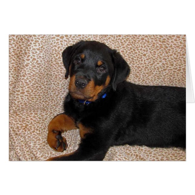 Rottweiler Puppy Blank Greeting Card (Front Horizontal)