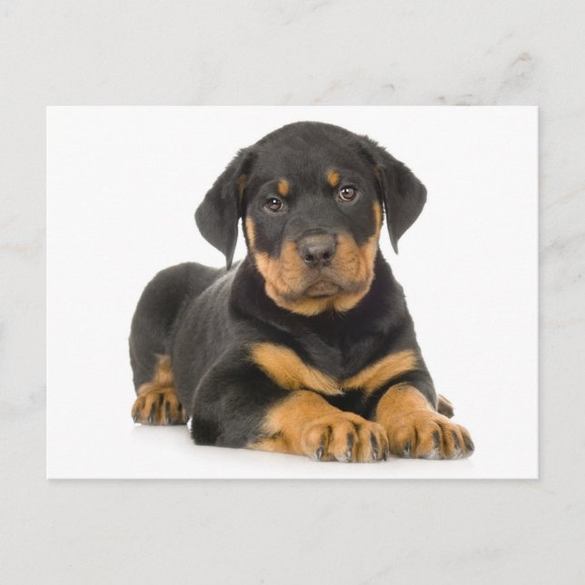 Rottweiler Puppy Dog Blank Postcard (Front)