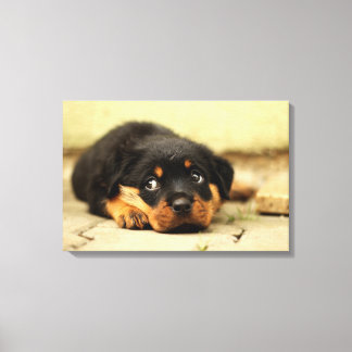 Rottweiler puppy dog curious about life canvas print