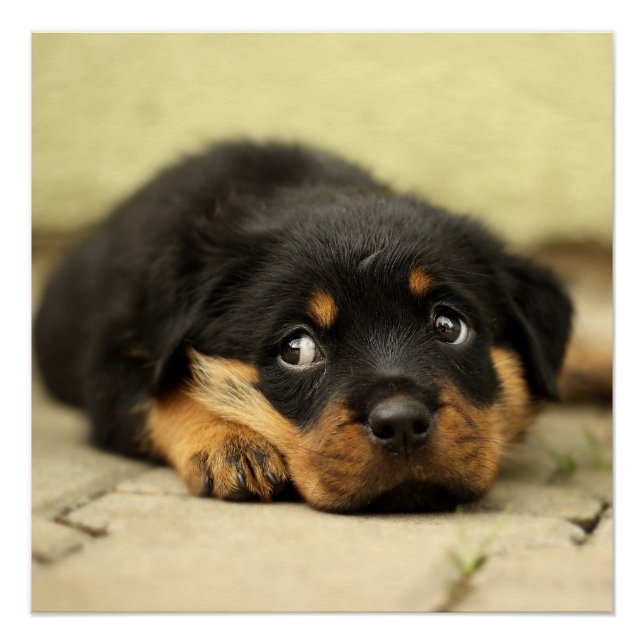 Rottweiler puppy dog curious about life poster (Front)