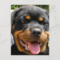 Rottweiler puppy face Dog Cute