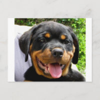 Rottweiler puppy
