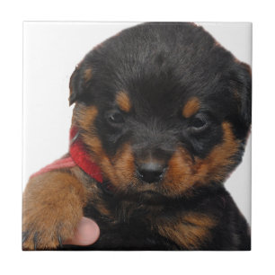 Rottweiler Puppy Red Tile