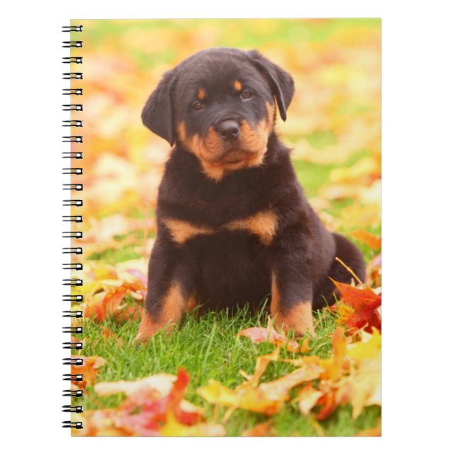 Rottweiler Puppy Sitting In Autumn Leaves Notebook (Front)