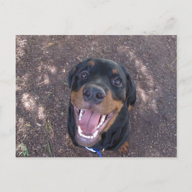 Rottweiler Puppy with Big Smile Postcard (Front)