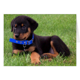 rottweiler pups.