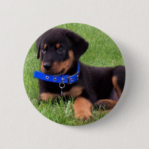 rottweiler pups 2 inch round button