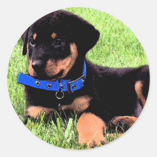 rottweiler pups. classic round sticker