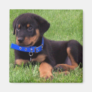 rottweiler pups magnet