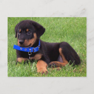 rottweiler pups. postcard