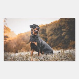 rottweiler sitting in frosty grass sticker