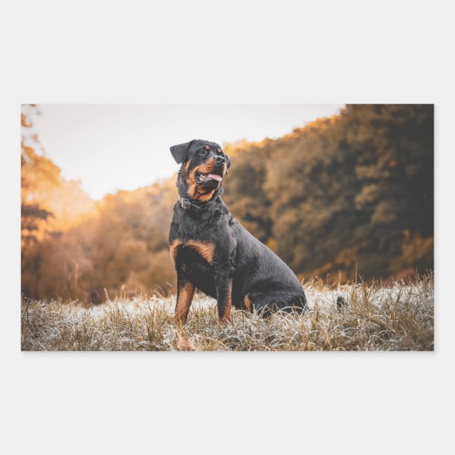 rottweiler sitting in frosty grass sticker (Front)