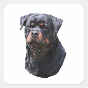 Rottweiler Square Sticker