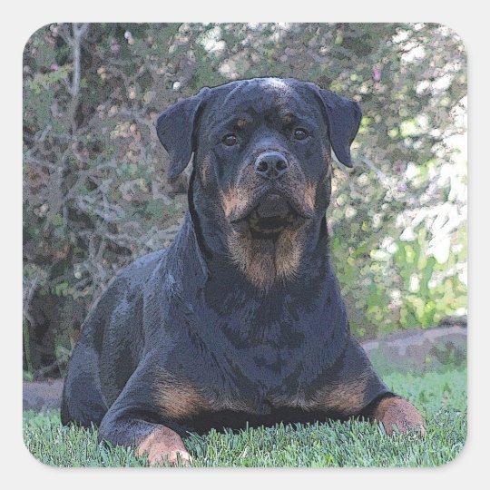 Rottweiler Square Sticker