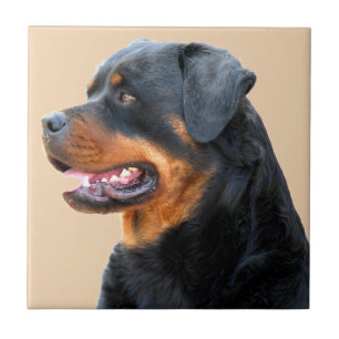Rottweiler Tile