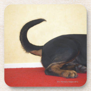 Rottweiler wagging tail, hind section coaster
