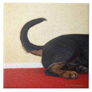 Rottweiler wagging tail, hind section tile