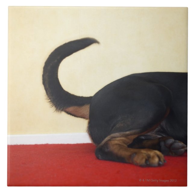 Rottweiler wagging tail, hind section tile (Front)