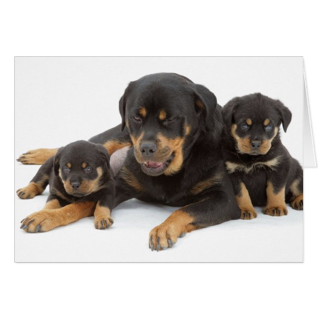 Rottweiler with two puppies (Front Horizontal)