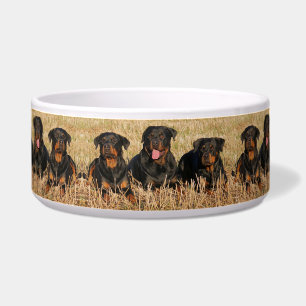 Rottweilers