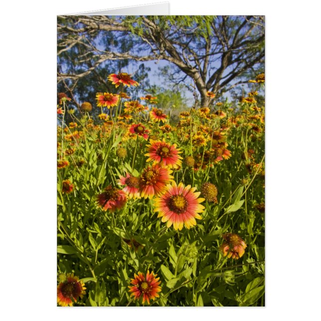 Roues à feu Gaillardia pulchella) fleurs sauvages (Devant)