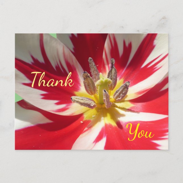 Rouge blanc Tulipe Fermer carte postale Merci (Devant)