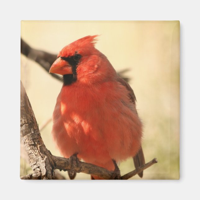 Rouge Cardinal Magnet (Devant)