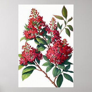 Rouge Crepe Myrtle Fleurs Art Imprimer Poster