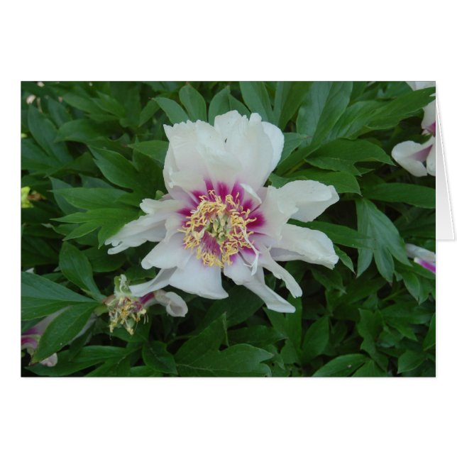 Rouge et blanc (Devant horizontal)