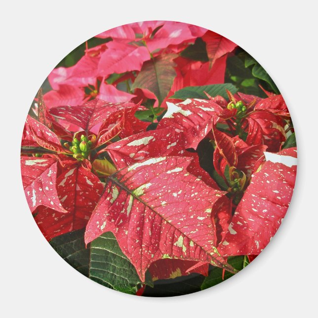 Rouge et blanc Poinsettias Magnet (Devant)