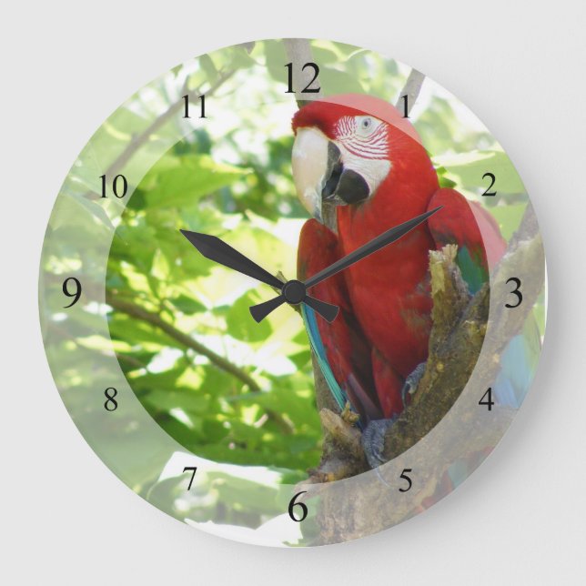 Rouge et horloge d'ara d'or (Recto)