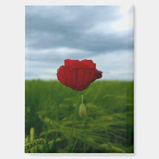 Rouge malgré tout – Fleur de pavot rouge Magnet
