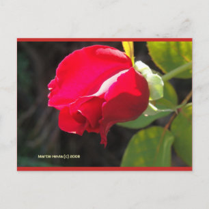Rouge Rose Bud   Carte postale Blue Beach Song™