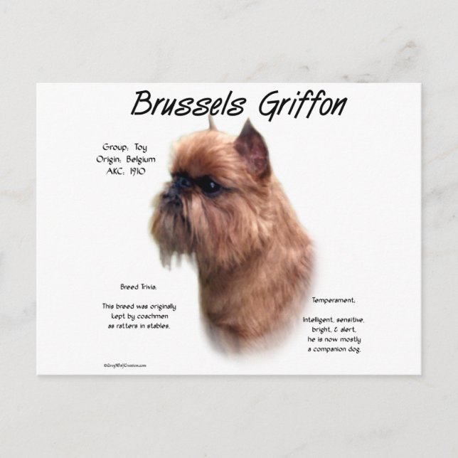 Rough Brussels Griffon History Postcard (Front)