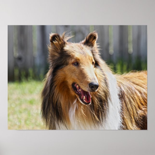Rough Coat Tricolor Collie Dog Poster (Front)