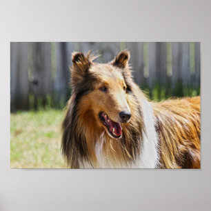 Rough Coat Tricolor Collie Dog Poster