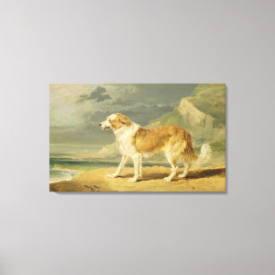 Rough-coated Collie, 1809 (oil on board) Canvas Print