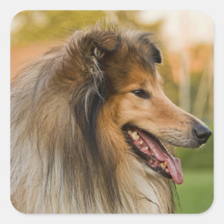 Rough-coated Collie Square Sticker