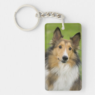 Rough Collie, chien