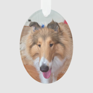 Rough Collie Chien
