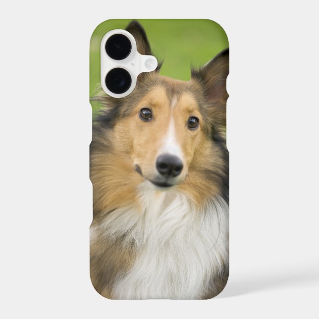 Rough Collie, dog (Back)