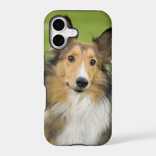 Rough Collie, dog (Back)