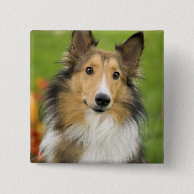 Rough Collie, dog 2 Inch Square Button (Front)