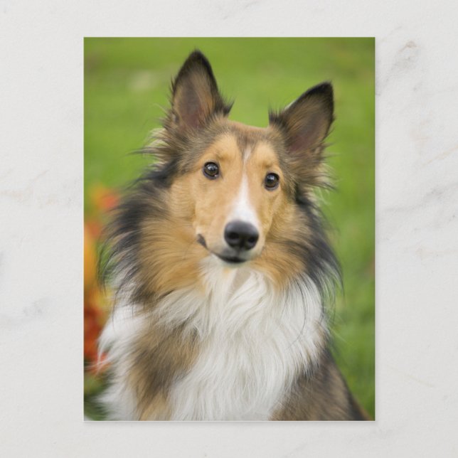 Rough Collie, dog, animal Postcard (Front)