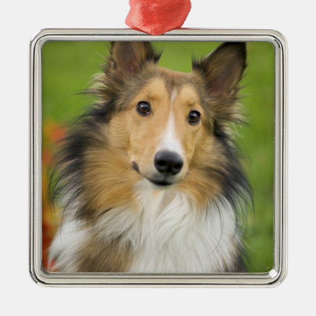 Rough Collie, dog Metal Ornament (Front)