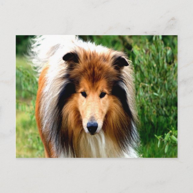 rough collie dog move to love postcard (Front)