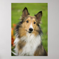 Rough Collie, dog