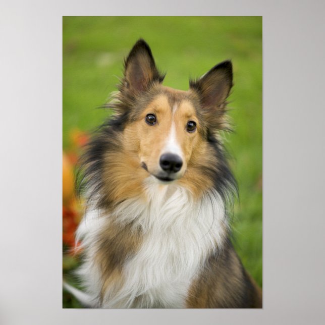Rough Collie, dog Poster (Front)