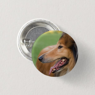 Rough Collie Face 1 Inch Round Button